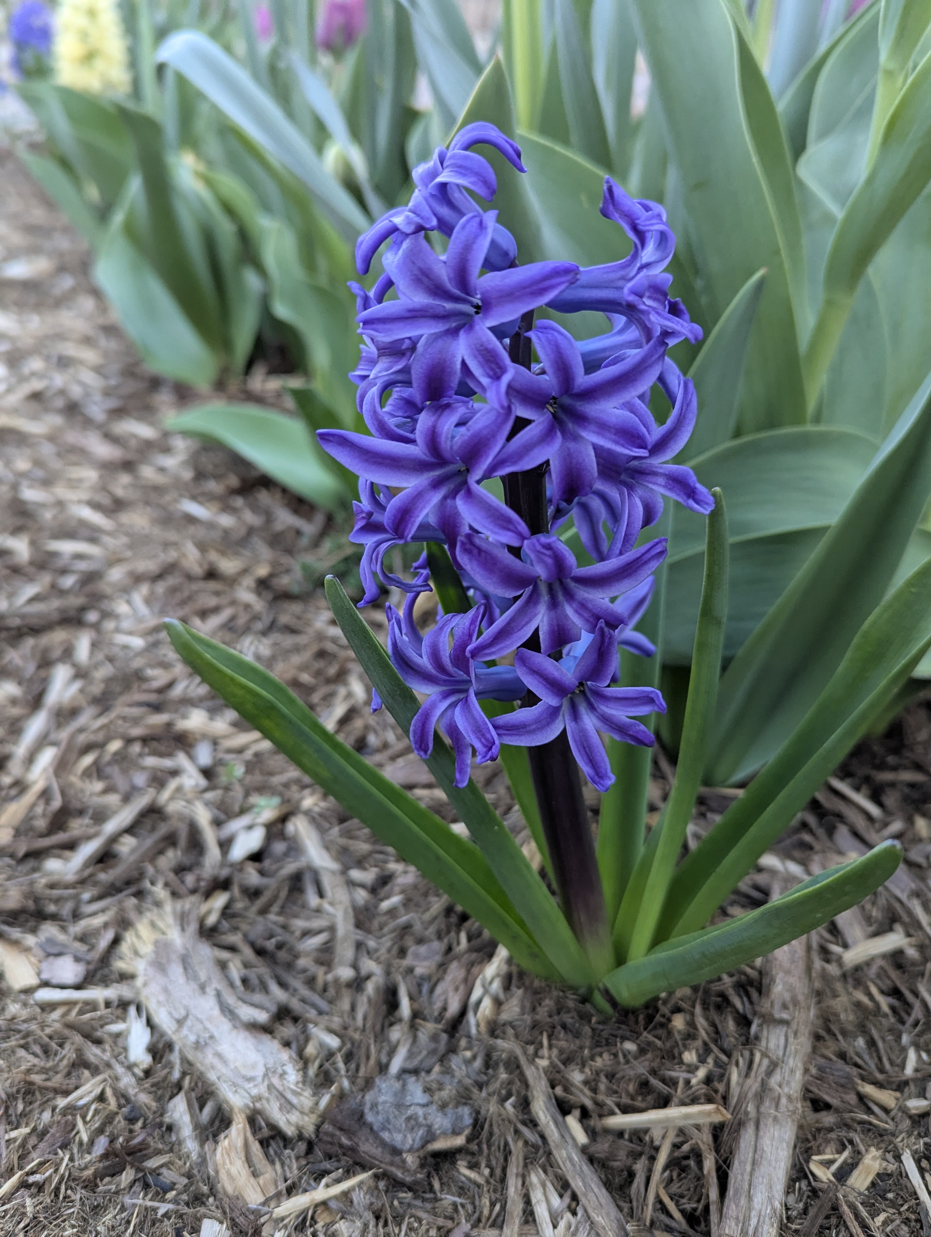 Garden, Flowers, Morrison, Colorado